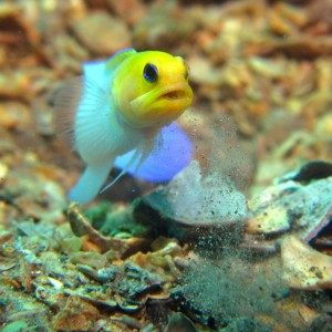 jawfish_working2