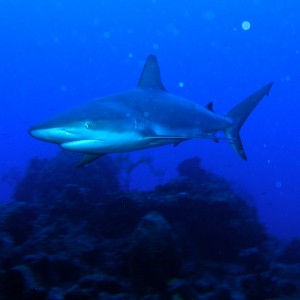 Carribean_Reef_shark_TnC