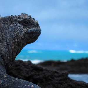 Marine iguana sunning
