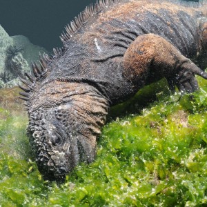 Marine iguana feeding