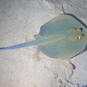 Bluespotted Stingray