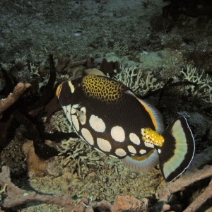 Clown Triggerfish