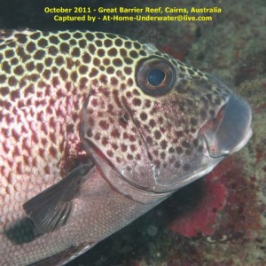 GBR Oct 2011