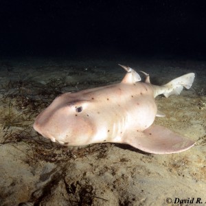 Horn Shark