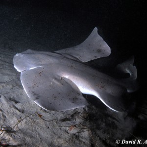 Angel Shark