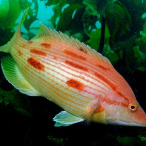 PigFish