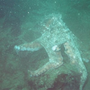 Octopus-4