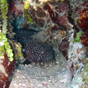 Belizean Toadfish