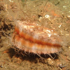 Spiny Pink Scallop
