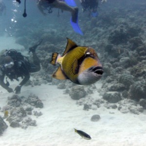 Trigger fish - Mauritius