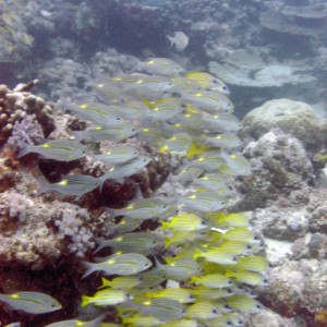 Schooling fish - Mauritius