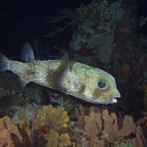 Porcupinefish1