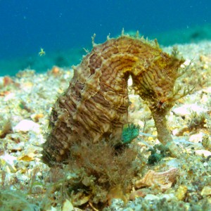 seahorse119