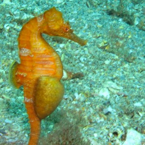 seahorse212