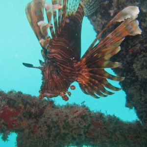 mabul-hr-lionfish