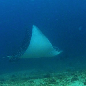 eagle_ray_2012