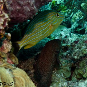 Bluestriped Grunt and Rockhind