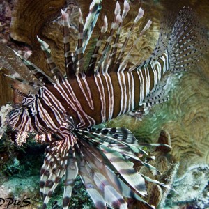 Lionfish