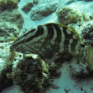 Nassau Grouper