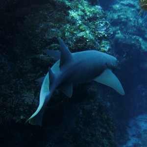 Nurse Shark Canyon