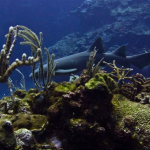 Nurse Shark Reef