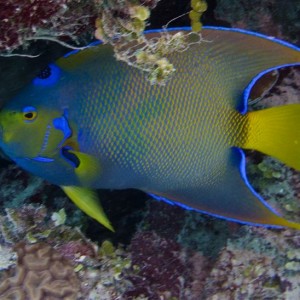 Queen Angelfish