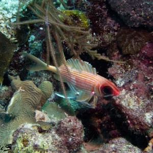 Squirrelfish