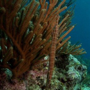 Trumpetfish