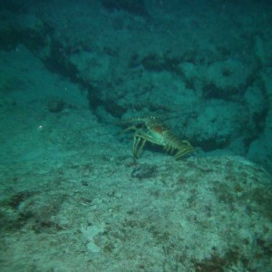 lobster110
