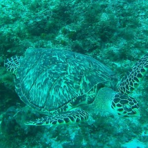 turtle121