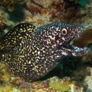 Smiling spotted moray