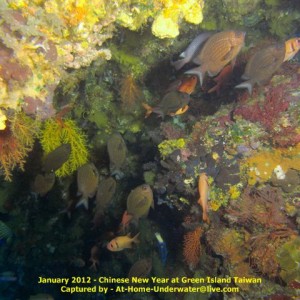 Green Island Jan 2012