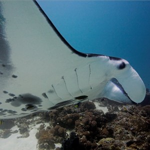 Curious Scarred Manta