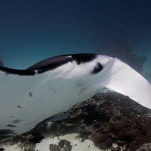 White manta checking out a diver