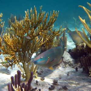 Stoplight Parrotfish- Grand Cayman