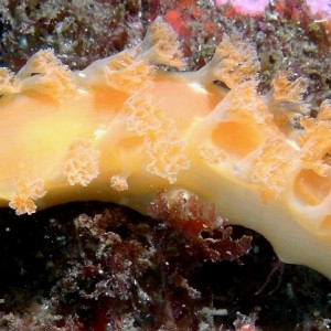 Aprricot Nudibranch