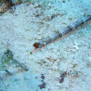 Cozumel Whitenose Pipefish