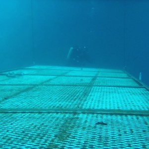 Peter: Open Water portion