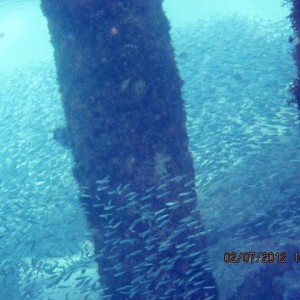 ABC Islands snorkeling 2012