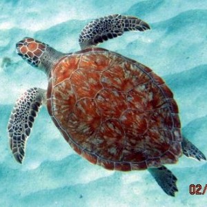 ABC Islands snorkeling 2012