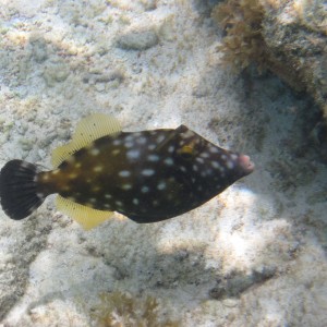 ABC Islands snorkeling 2012