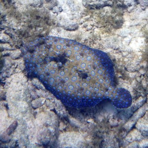 ABC Islands snorkeling 2012