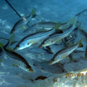 ABC Islands Snorkeling 2012