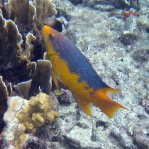 ABC Islands Snorkeling 2012