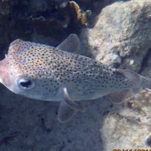 ABC Islands Snorkeling 2012