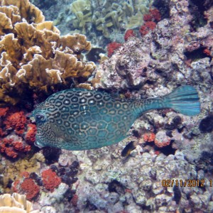 ABC Islands Snorkeling 2012