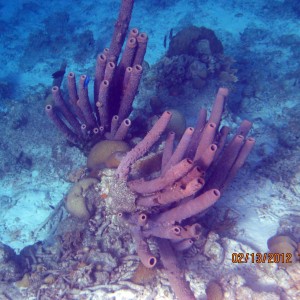 ABC Islands Snorkeling 2012