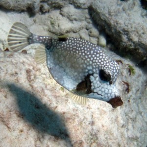 ABC Islands Snorkeling 2012