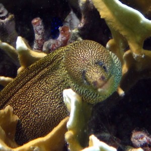 ABC Islands Snorkeling 2012