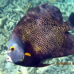 ABC Islands Snorkeling 2012